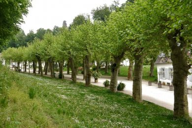 Helga Arnold: Allee